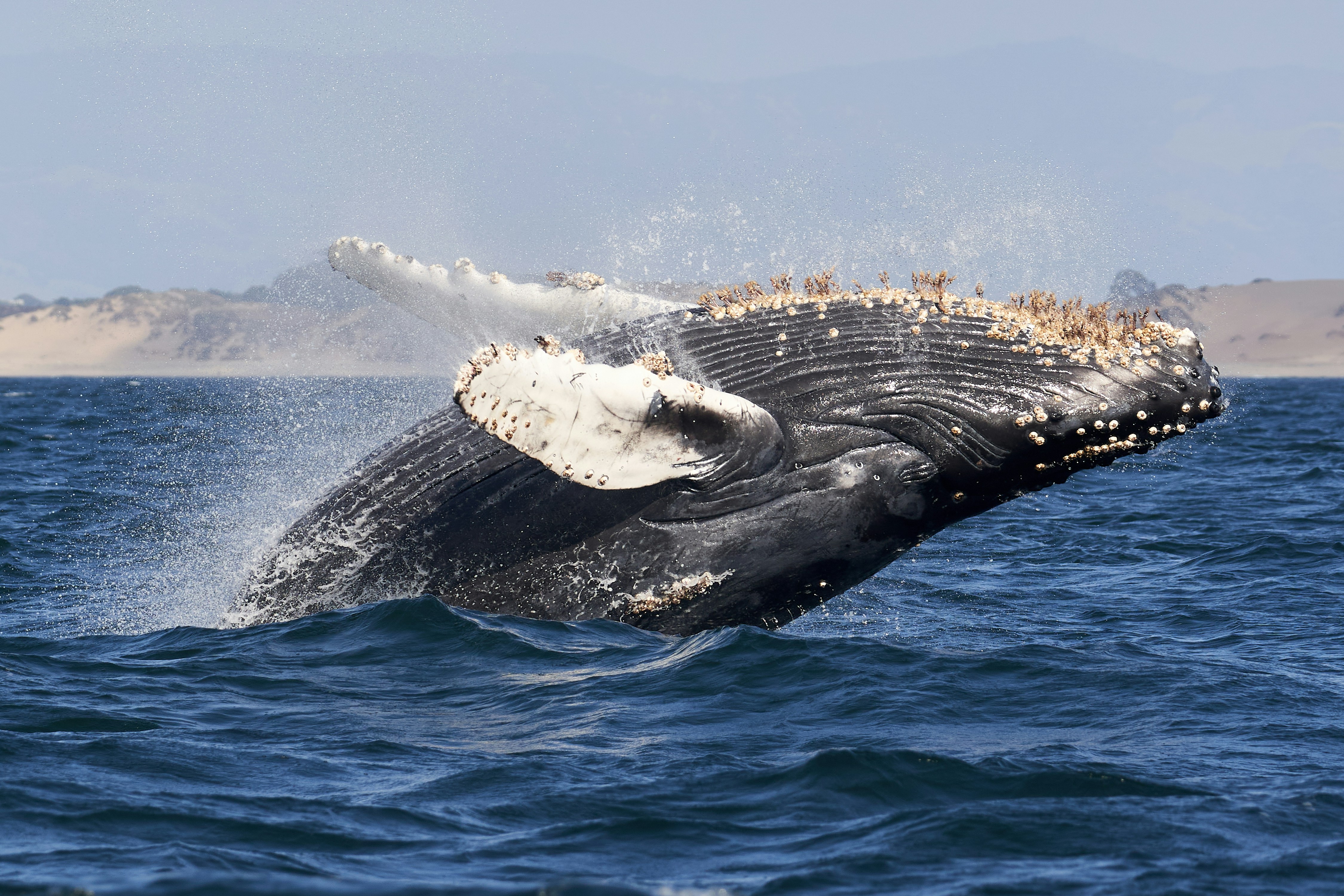 humpback whale season in maui